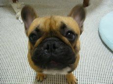 ササミチップス