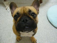 ササミチップス