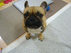 チーズビスケット