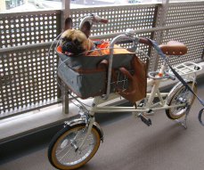 自転車犬