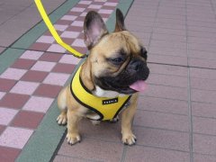 フェスティバル