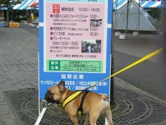 フェスティバル