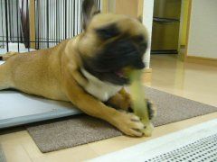 クール＆ハムボーン