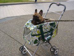 わんわんバギー