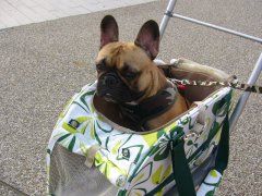 わんわんバギー