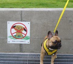 犬禁止