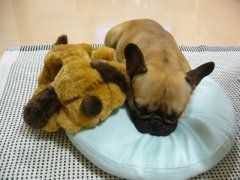 馴染めないです