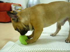 ふんわりボール