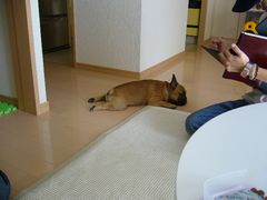 しつけトレーニング