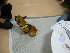 しつけトレーニング