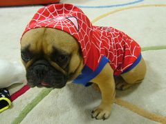 スパイダードッグ