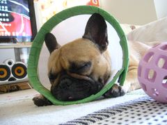 エリザベスカラーとワン太郎