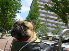 ワン太郎と自転車