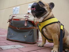 休憩中のワン太郎