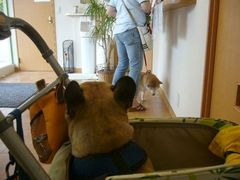 ワン太郎と待合室