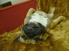 ワン太郎のへそ天