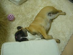 ワン太郎の変な寝姿