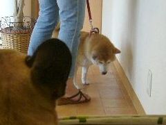 ワン太郎と柴ちゃん