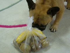 ワン太郎と追熟中