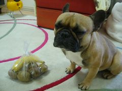 目をつぶるワン太郎