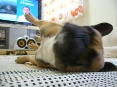 ワン太郎の伸び