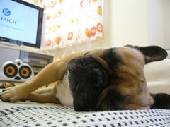 ワン太郎の伸び終わり