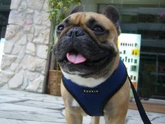 能天気なワン太郎