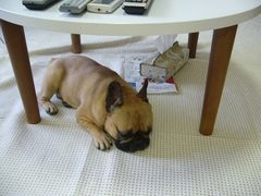 避難訓練中のワン太郎