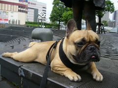 雨の合間のワン太郎