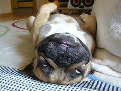 へそ天のワン太郎