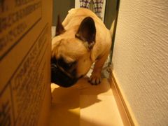 箱大好きワン太郎