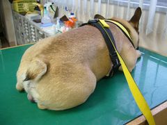 ワン太郎のお尻