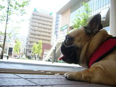 日向を見るワン太郎