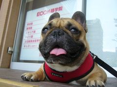 満足したワン太郎