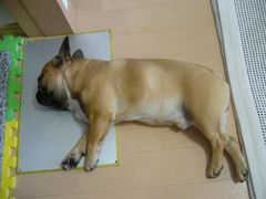 ワン太郎のごろ寝