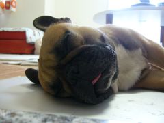 ワン太郎の寝顔