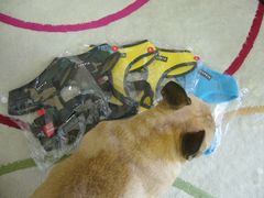 ワン太郎とソフトハーネス