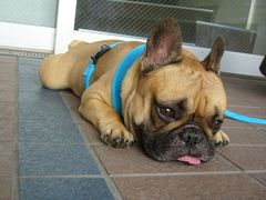 ひと休みのワン太郎