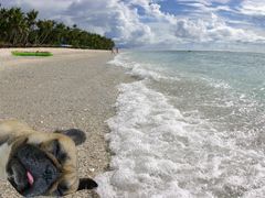 波打ち際のワン太郎