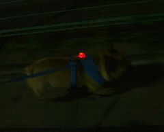 ワン太郎のピカピカ