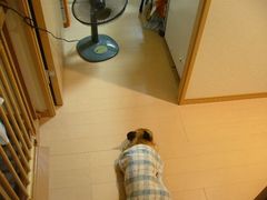 ワン太郎と扇風機