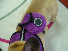 パープルのポシェット