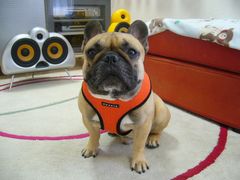 オレンジのワン太郎