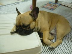 ワン太郎のヘンテコ寝その２