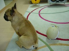 ワン太郎とメロン