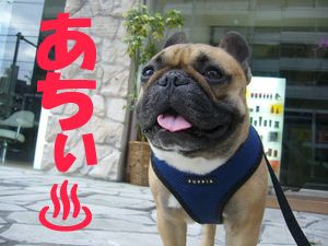 ワン太郎の暑中見舞い