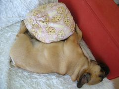 はさんでいるワン太郎