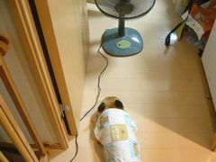 扇風機とワン太郎