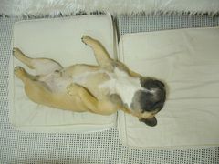 にこいちクッションとワン太郎