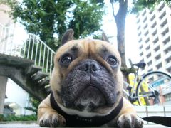 早朝ご機嫌のワン太郎